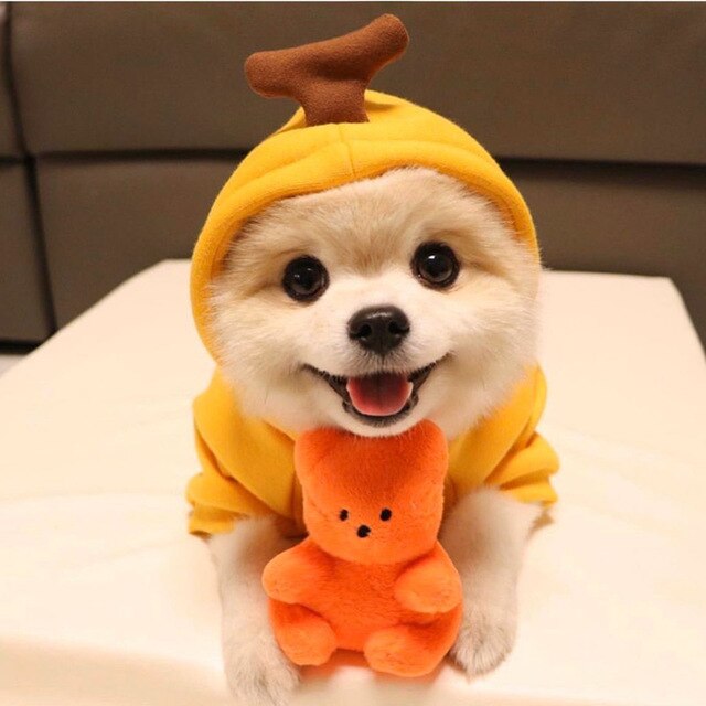 Pet Clothes Costumes